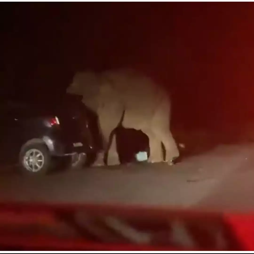 Viral video gajah mengamuk &amp; rusak mobil di jalan, ini penyebabnya