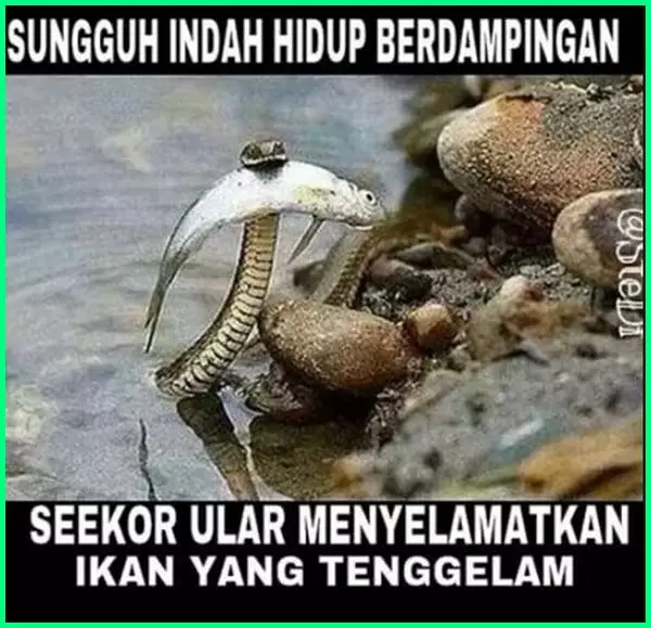 meme lucu ular berbagai sumber meme lucu ular berbagai sumber