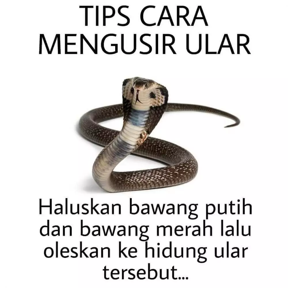 meme lucu ular berbagai sumber meme lucu ular berbagai sumber