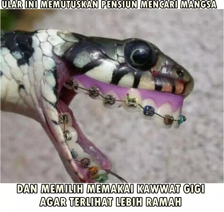 meme lucu ular berbagai sumber meme lucu ular berbagai sumber