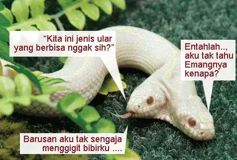 meme lucu ular berbagai sumber meme lucu ular berbagai sumber