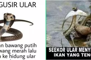 8 Meme lucu tentang ular ini bikin tepuk jidat