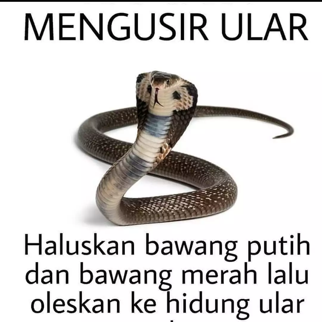8 Meme lucu tentang ular ini bikin tepuk jidat