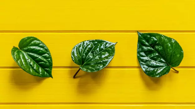 Makanan pembasmi bau mulut © 2020 brilio.net Makanan pembasmi bau mulut © 2020 brilio.net