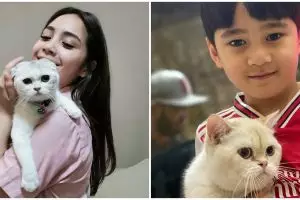 8 Potret kucing baru Nagita dari Ukraina & Rusia, harganya fantastis