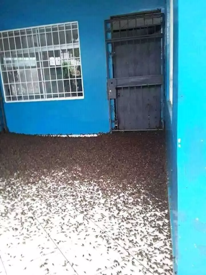 Sekolah dipenuhi jangkrik © 2020 brilio.net