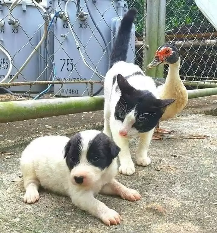 penampakan hewan menipu mata © 2020 instagram.com penampakan hewan menipu mata © 2020 instagram.com