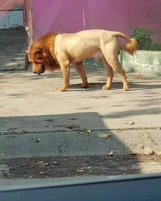 penampakan hewan menipu mata © 2020 instagram.com penampakan hewan menipu mata © 2020 instagram.com
