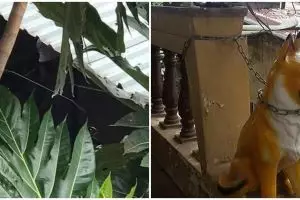 10 Penampakan hewan peliharaan ini menipu mata, bikin lihat dua kali