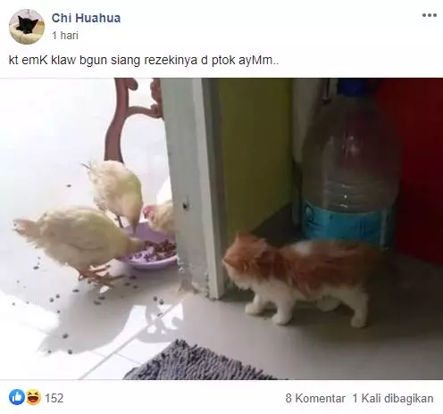 grup Perserikatan Kocheng Bar Bar Facebook grup Perserikatan Kocheng Bar Bar Facebook