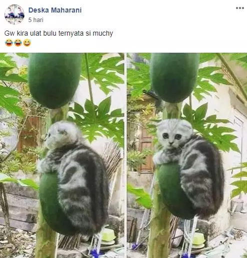 grup Perserikatan Kocheng Bar Bar Facebook grup Perserikatan Kocheng Bar Bar Facebook