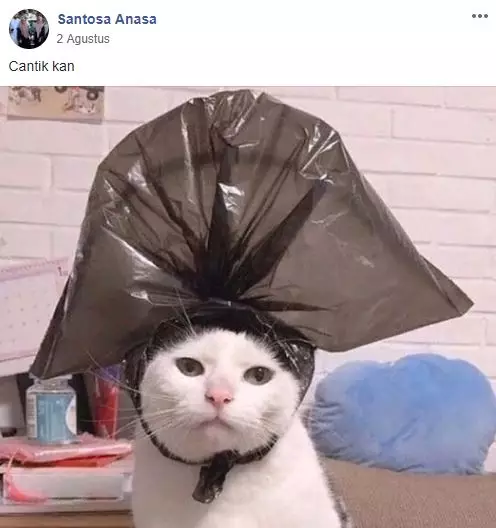 grup Perserikatan Kocheng Bar Bar Facebook grup Perserikatan Kocheng Bar Bar Facebook