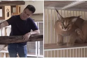 Potret rumah kucing milik 5 seleb, luas dan fasilitasnya lengkap