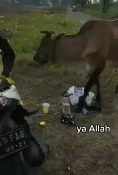 Gagal foto estetik dihampiri sapi Instagram/@memoefriantto Gagal foto estetik dihampiri sapi Instagram/@memoefriantto