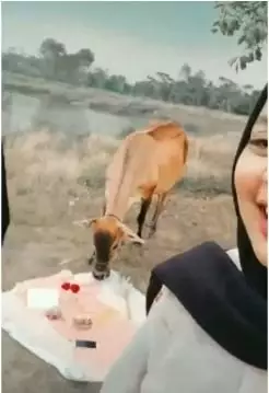 Gagal foto estetik dihampiri sapi Instagram/@memoefriantto Gagal foto estetik dihampiri sapi Instagram/@memoefriantto