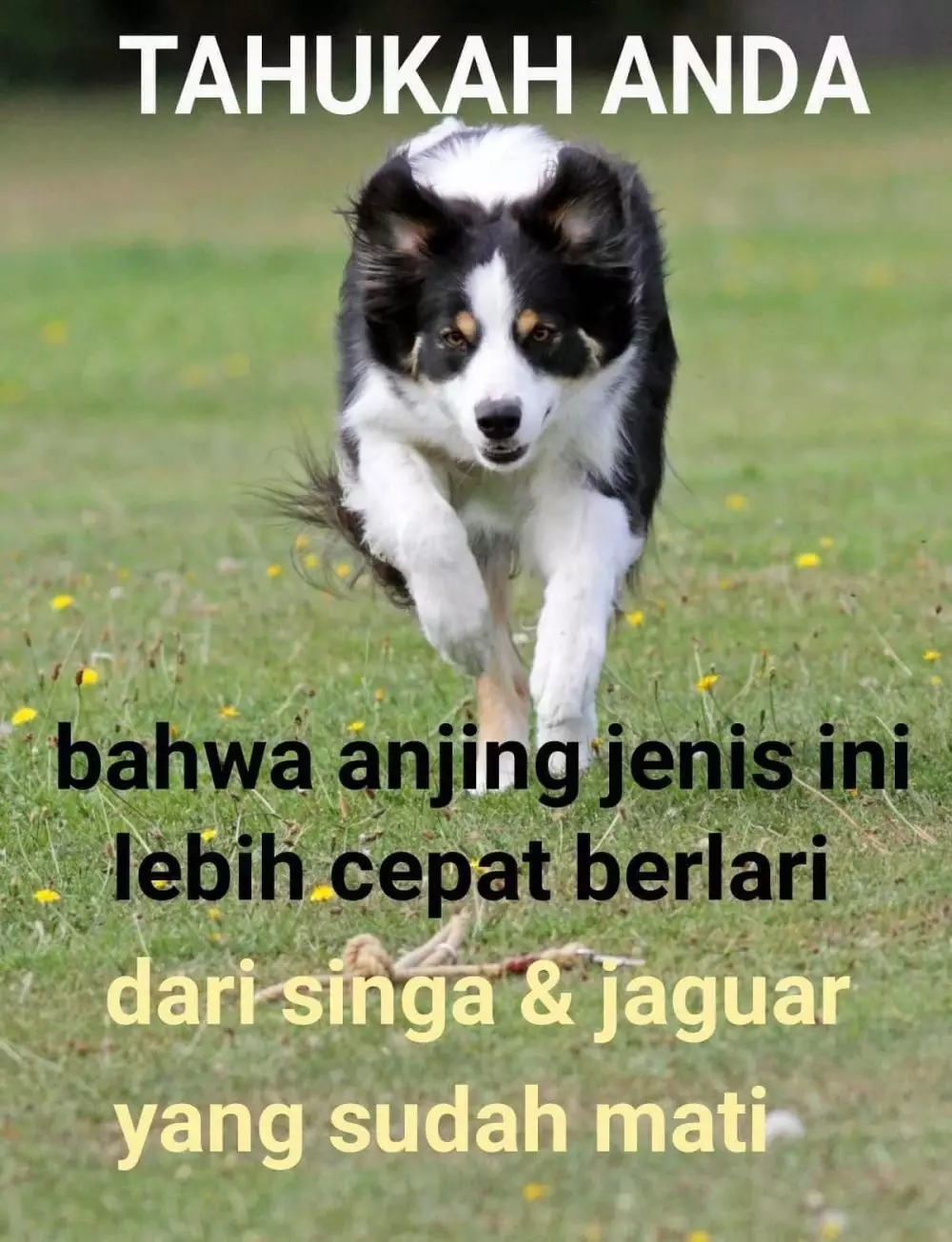 Meme ilmu pengetahuan Berbagai sumber