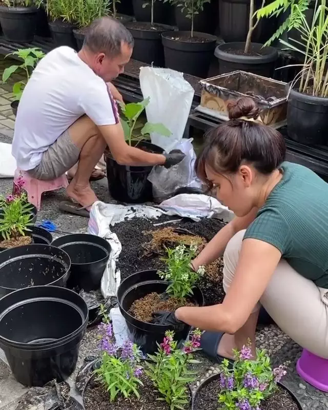 kebun ayah Ayu Ting Ting berbagai sumber