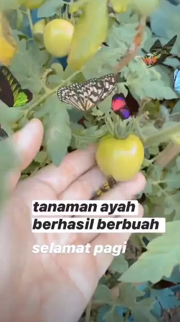 kebun ayah Ayu Ting Ting berbagai sumber