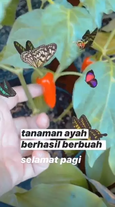 kebun ayah Ayu Ting Ting berbagai sumber