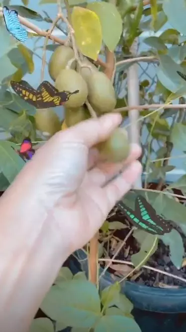 kebun ayah Ayu Ting Ting berbagai sumber