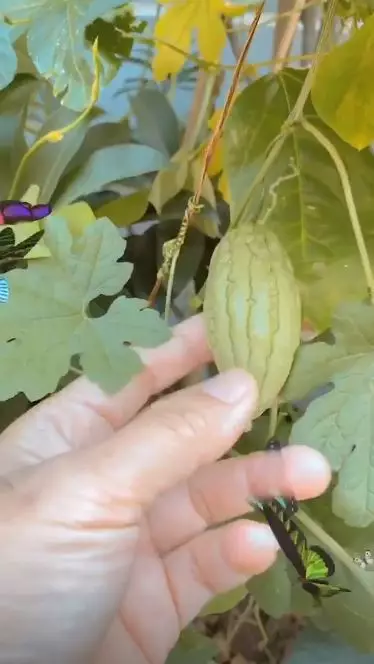 kebun ayah Ayu Ting Ting berbagai sumber