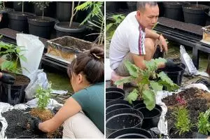 9 Penampakan kebun milik ayah Ayu Ting Ting, subur dan asri