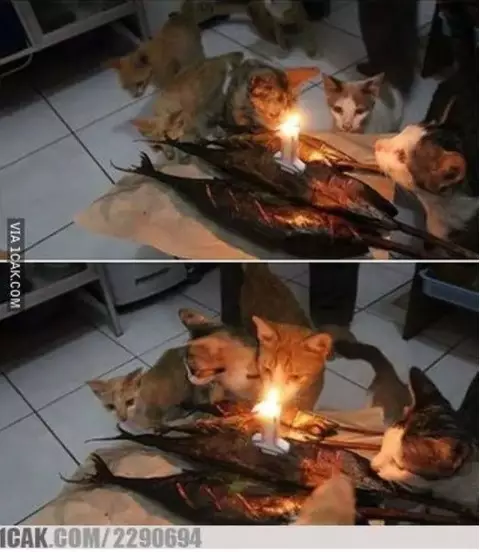 Potret perayaan ulang tahun kucing Berbagai sumber Potret perayaan ulang tahun kucing Berbagai sumber