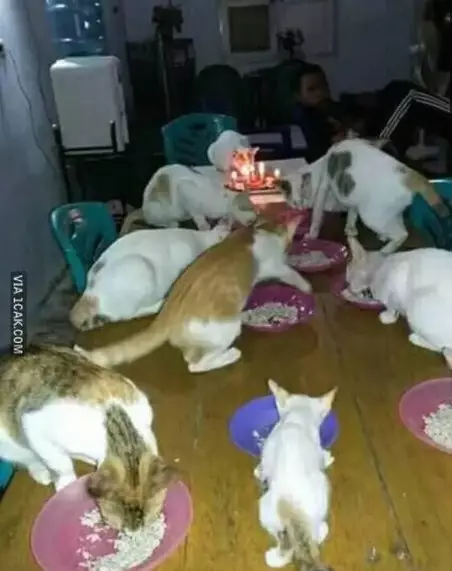 Potret perayaan ulang tahun kucing Berbagai sumber Potret perayaan ulang tahun kucing Berbagai sumber