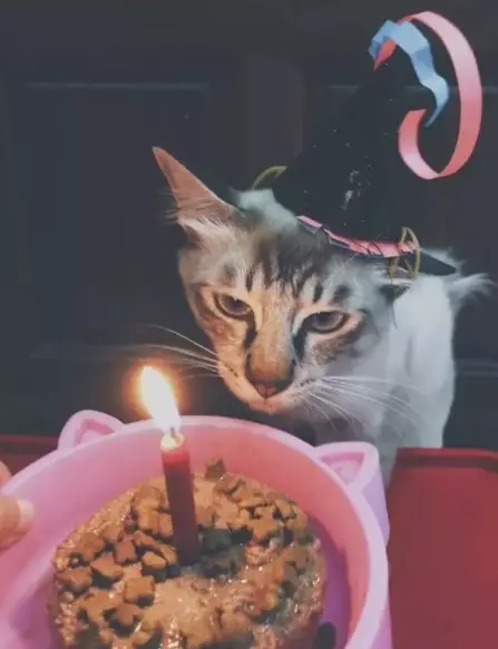 Potret perayaan ulang tahun kucing Berbagai sumber Potret perayaan ulang tahun kucing Berbagai sumber