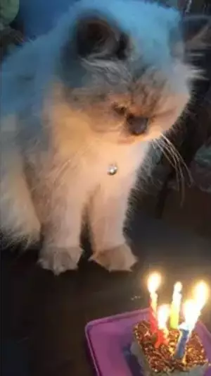 Potret perayaan ulang tahun kucing Berbagai sumber Potret perayaan ulang tahun kucing Berbagai sumber