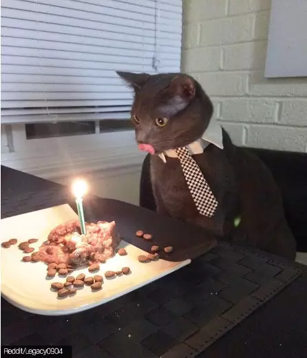 Potret perayaan ulang tahun kucing Berbagai sumber Potret perayaan ulang tahun kucing Berbagai sumber