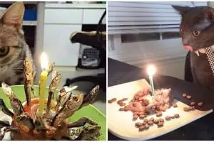 7 Potret kocak perayaan ulang tahun kucing, bikin gemas