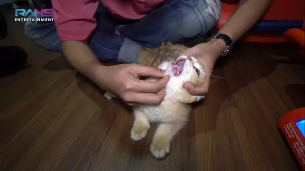 Perawatan kucing Nagita Slavina © 2020 brilio.net Perawatan kucing Nagita Slavina © 2020 brilio.net