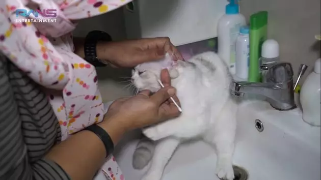 Perawatan kucing Nagita Slavina © 2020 brilio.net Perawatan kucing Nagita Slavina © 2020 brilio.net