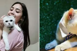 8 Momen Nagita Slavina pelihara kucing, perawatannya maksimal