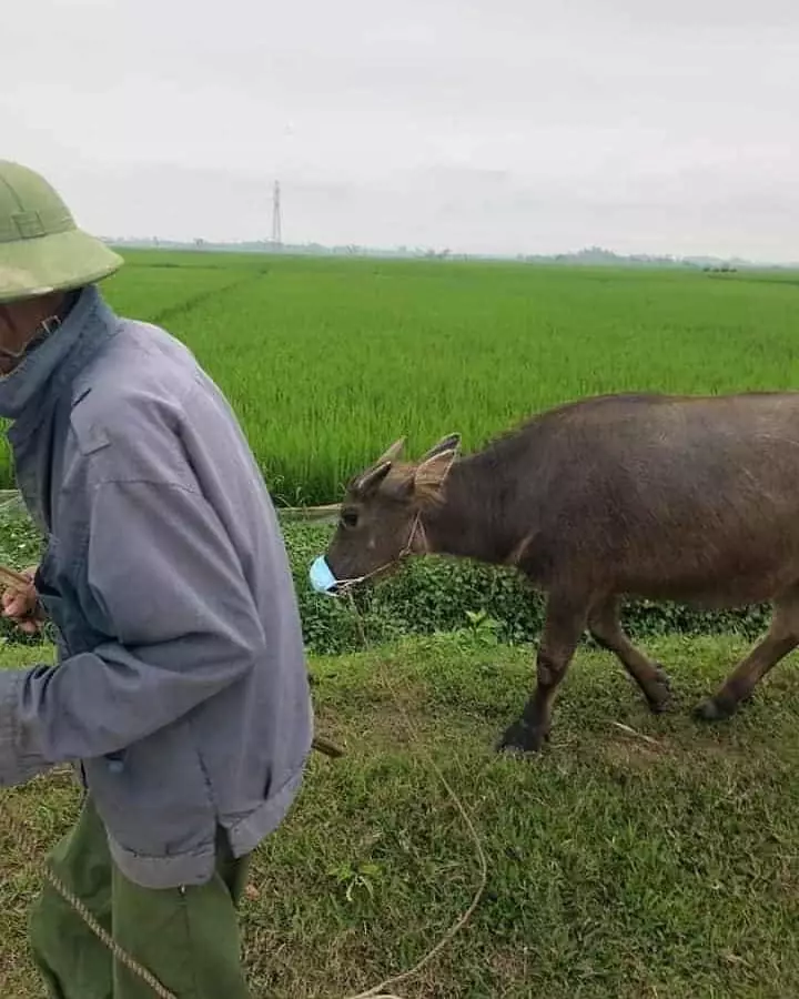 potret lucu orang ke sawah © 2020 instagram.com