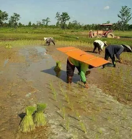 potret lucu orang ke sawah © 2020 instagram.com
