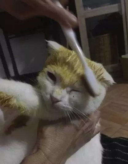 kucing jadi kuning worldofbuzz kucing jadi kuning worldofbuzz