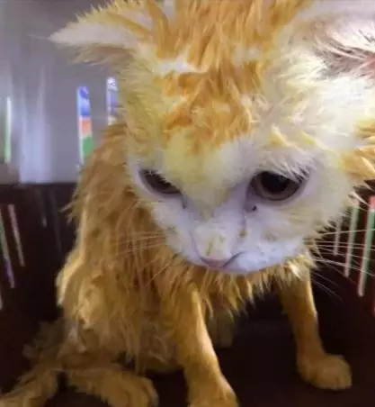kucing jadi kuning worldofbuzz kucing jadi kuning worldofbuzz