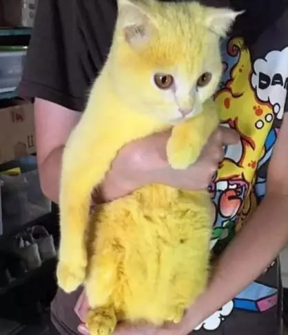 kucing jadi kuning worldofbuzz kucing jadi kuning worldofbuzz
