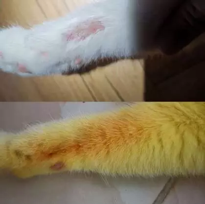 kucing jadi kuning worldofbuzz kucing jadi kuning worldofbuzz