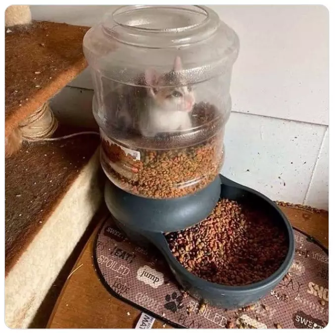 Momen apes hewan saat makan boredpanda