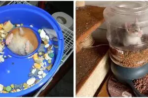 10 Momen apes hewan saat makan, pengen nyengir tapi kasihan