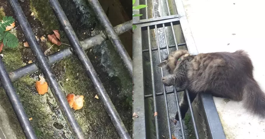 Potret perjuangan kucing Berbagai sumber