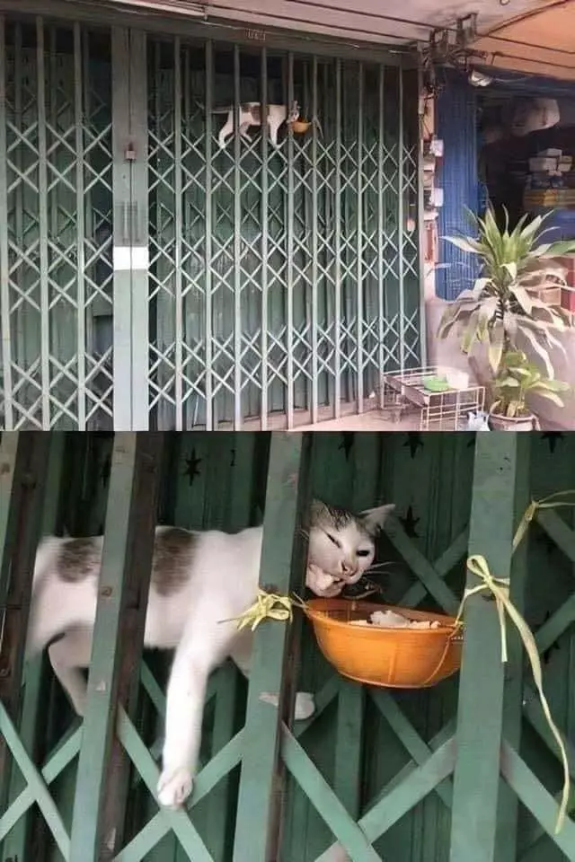 Potret perjuangan kucing Berbagai sumber