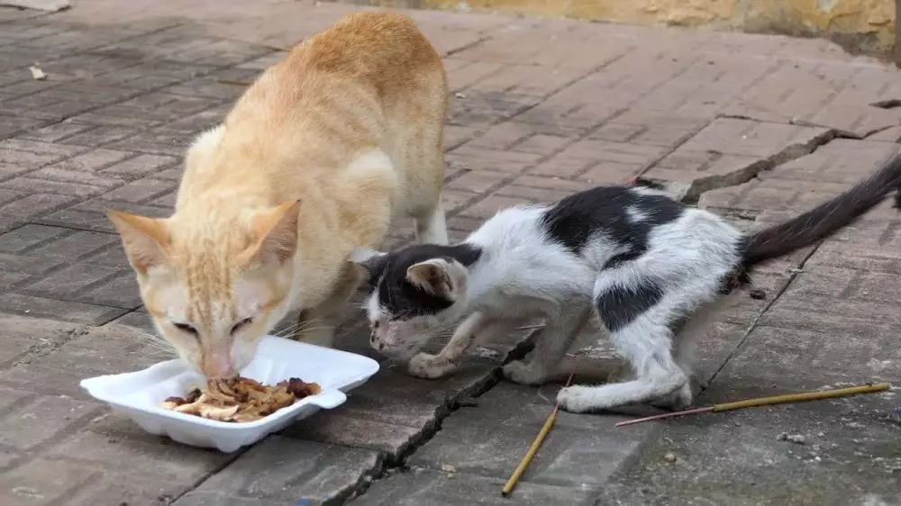 Potret perjuangan kucing Berbagai sumber