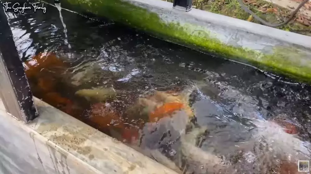 rumah Mark Sungkar berbagai sumber rumah Mark Sungkar berbagai sumber