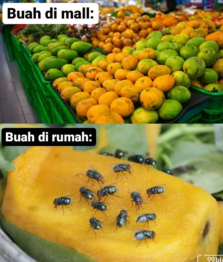 Meme beda buah Berbagai sumber Meme beda buah Berbagai sumber