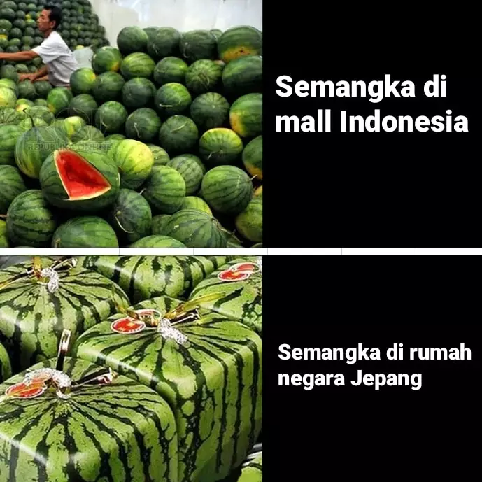 Meme beda buah Berbagai sumber Meme beda buah Berbagai sumber