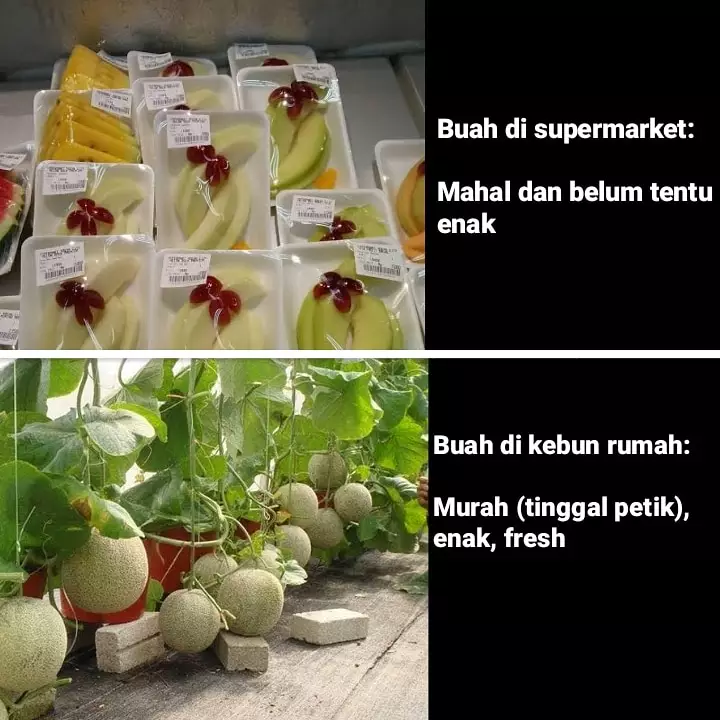 Meme beda buah Berbagai sumber Meme beda buah Berbagai sumber